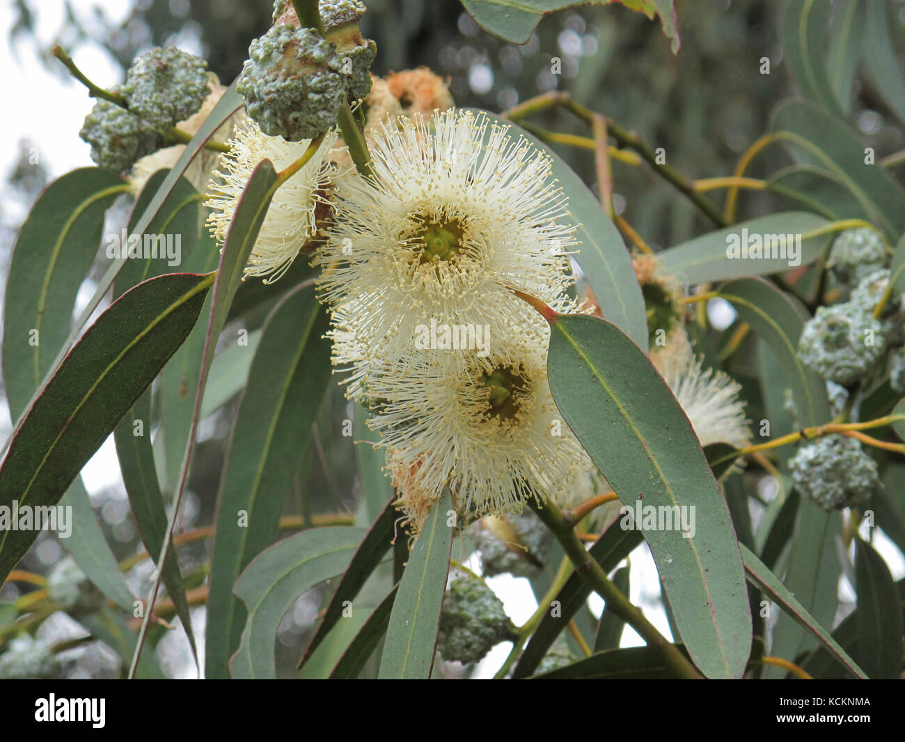 Tasmanian blue gum (Eucalyptus globulus), in flower. The tree grows to