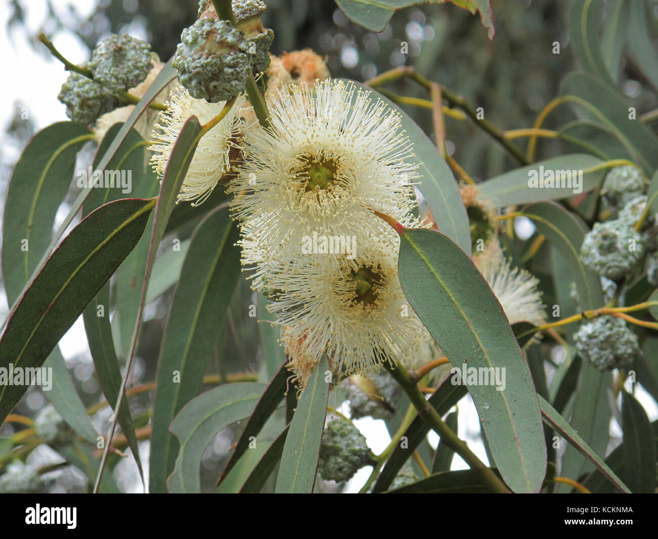 Tasmanian blue gum (Eucalyptus globulus), in flower. The tree grows to about 55 m, the lowest branches well above the ground. Stock Photo