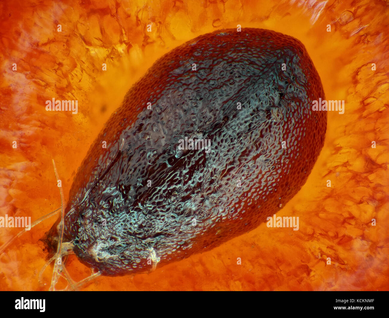 Light micrograph of a strawberry 'seed' (achene), pictured area is about 1.7mm wide Stock Photo