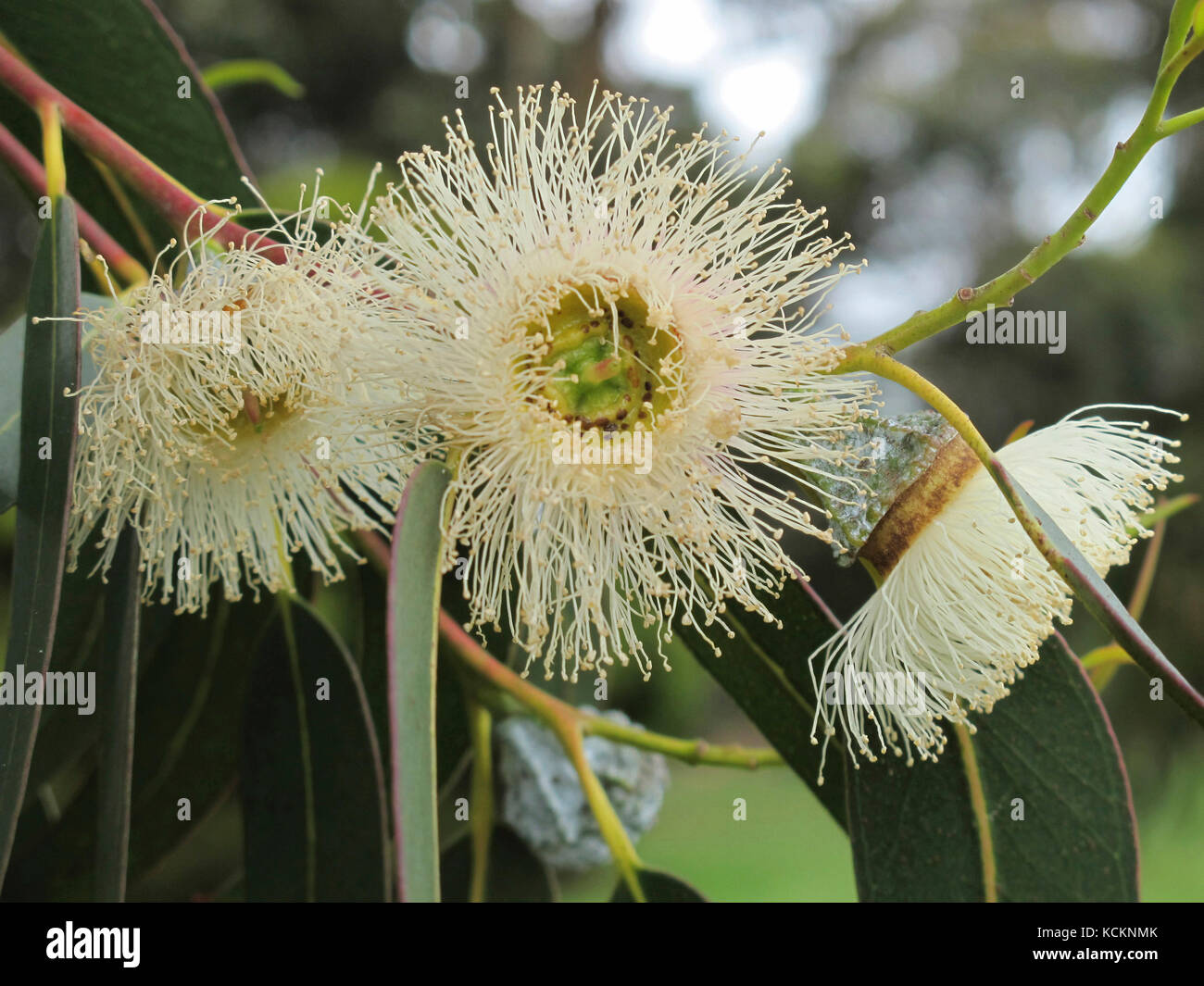 Tasmanian blue gum (Eucalyptus globulus), in flower. The tree grows to about 55 m, the lowest branches well above the ground. Stock Photo