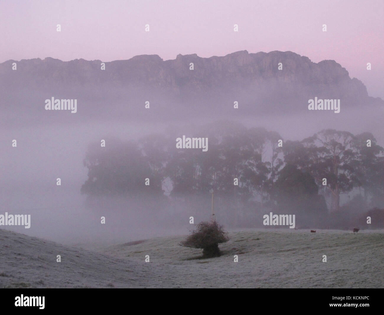 Mount Roland, 1233m, on a cold, frosty, foggy morning. Sheffield, northwest coast of Tasmania, Australia Stock Photo