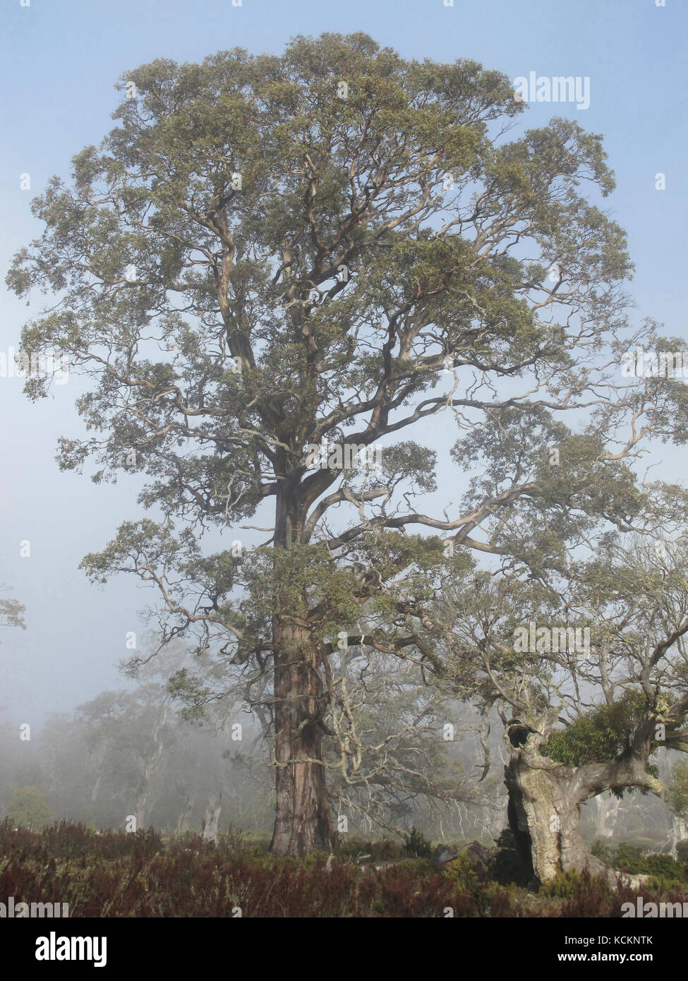 Death of a species: Tasmanian cider gum (Eucalyptus gunnii divaricata), one of now only perhaps one or two thousand trees. Stock Photo