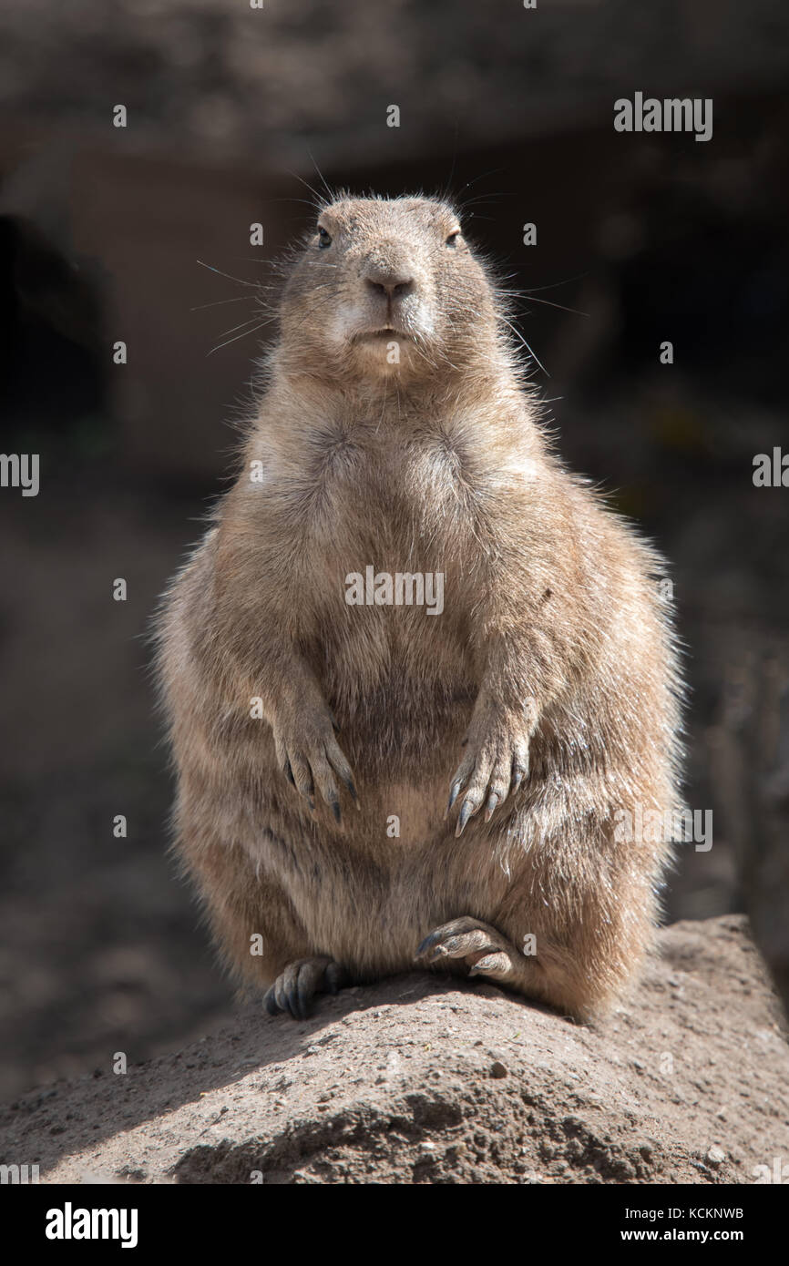 A full length portrait of a black tailed prairie dog standing on a rock and facing forward in an upright vertical format Stock Photo