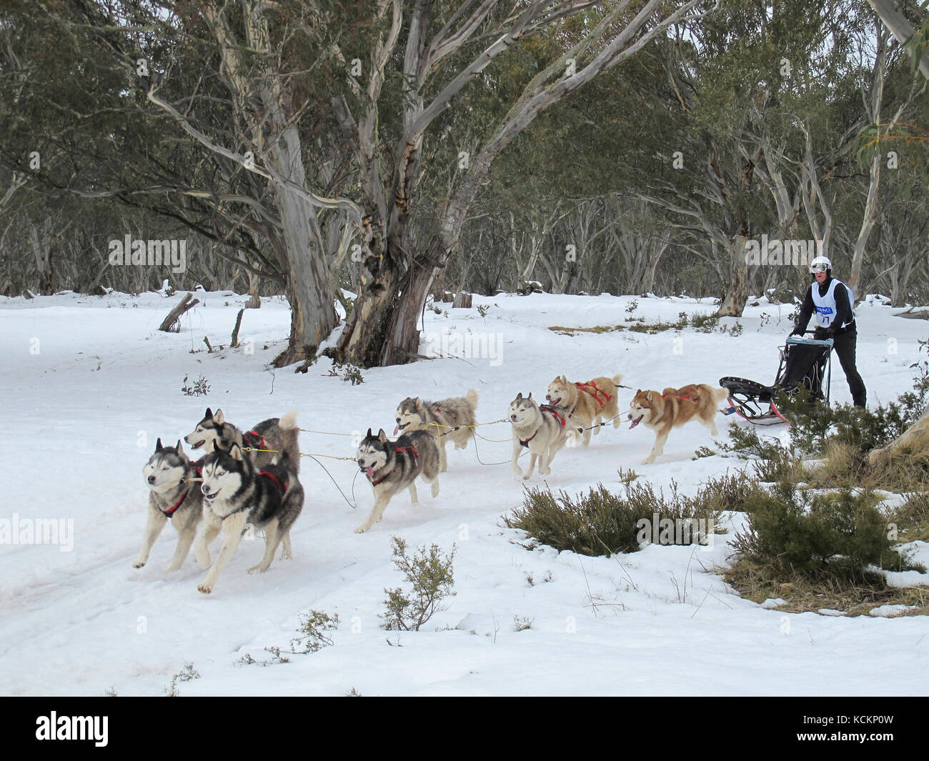 Sled dog racing, at Dinner Plain near Mount Hotham, northeastern Victoria, Australia Stock Photo