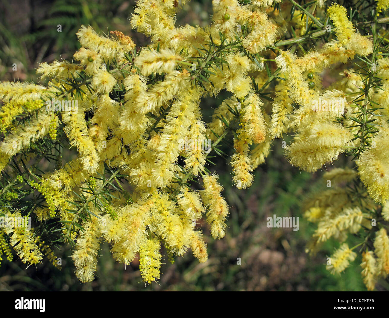 Prickly Moses (Acacia verticillata), flowers. Don River estuary, northwest coast Tasmania, Australia Stock Photo