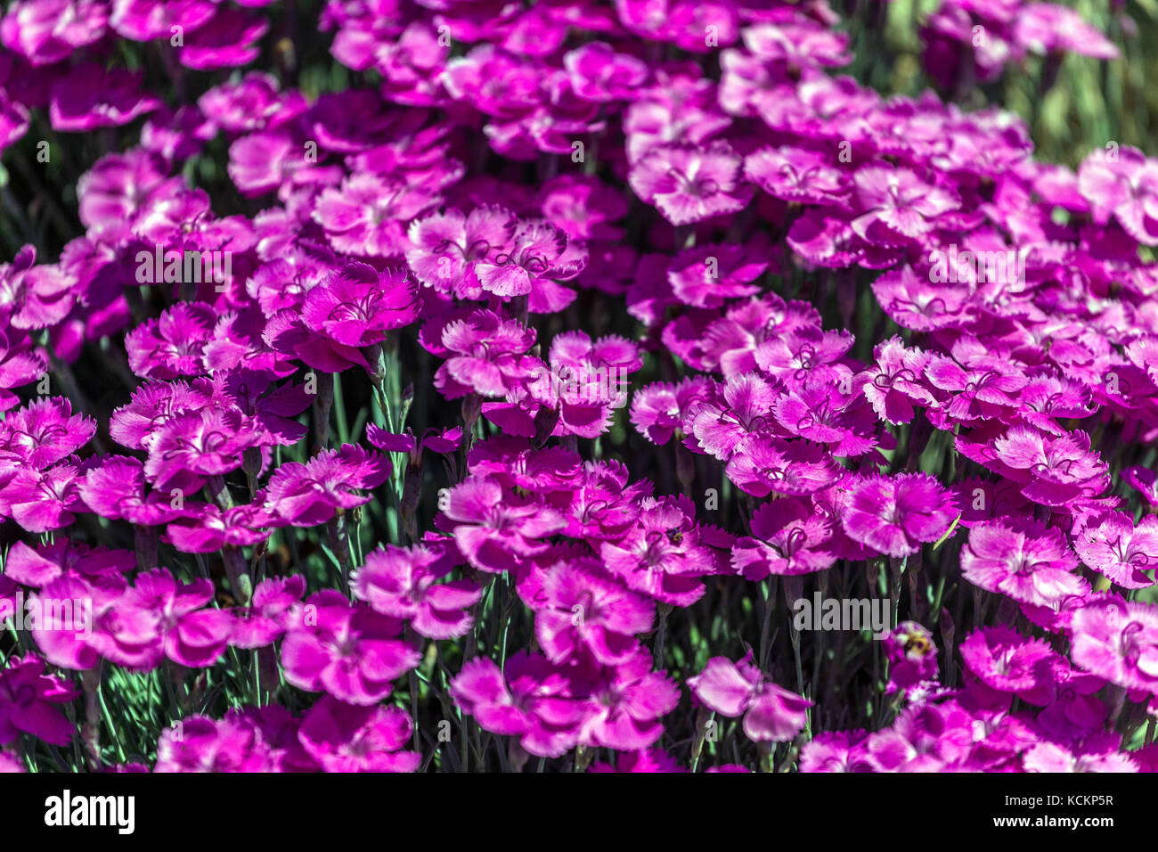Deep Pink Cheddar Dianthus 'Whatfield Magenta' Violet Purple Flowers Ground cover Growing Blooms Flowering Alpine Plant Rockery Garden Dry Place Stock Photo