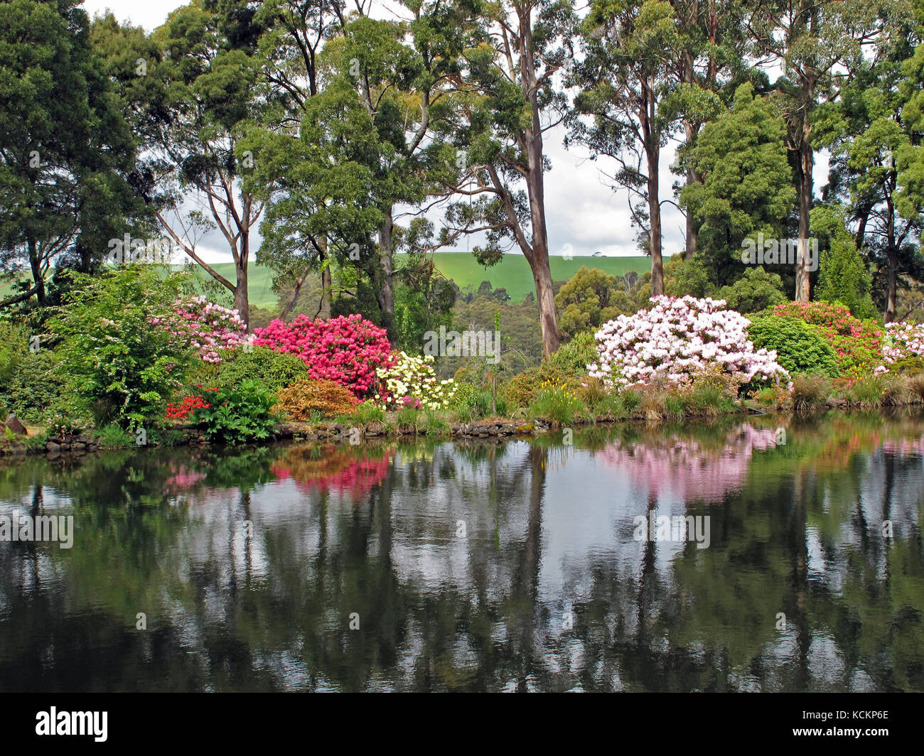 Emu Valley Rhododendron Gardens, a private garden reserve on the slopes  above the Emu River, run by volunteers. Near Burnie, Tasmania, Australia  Stock Photo - Alamy