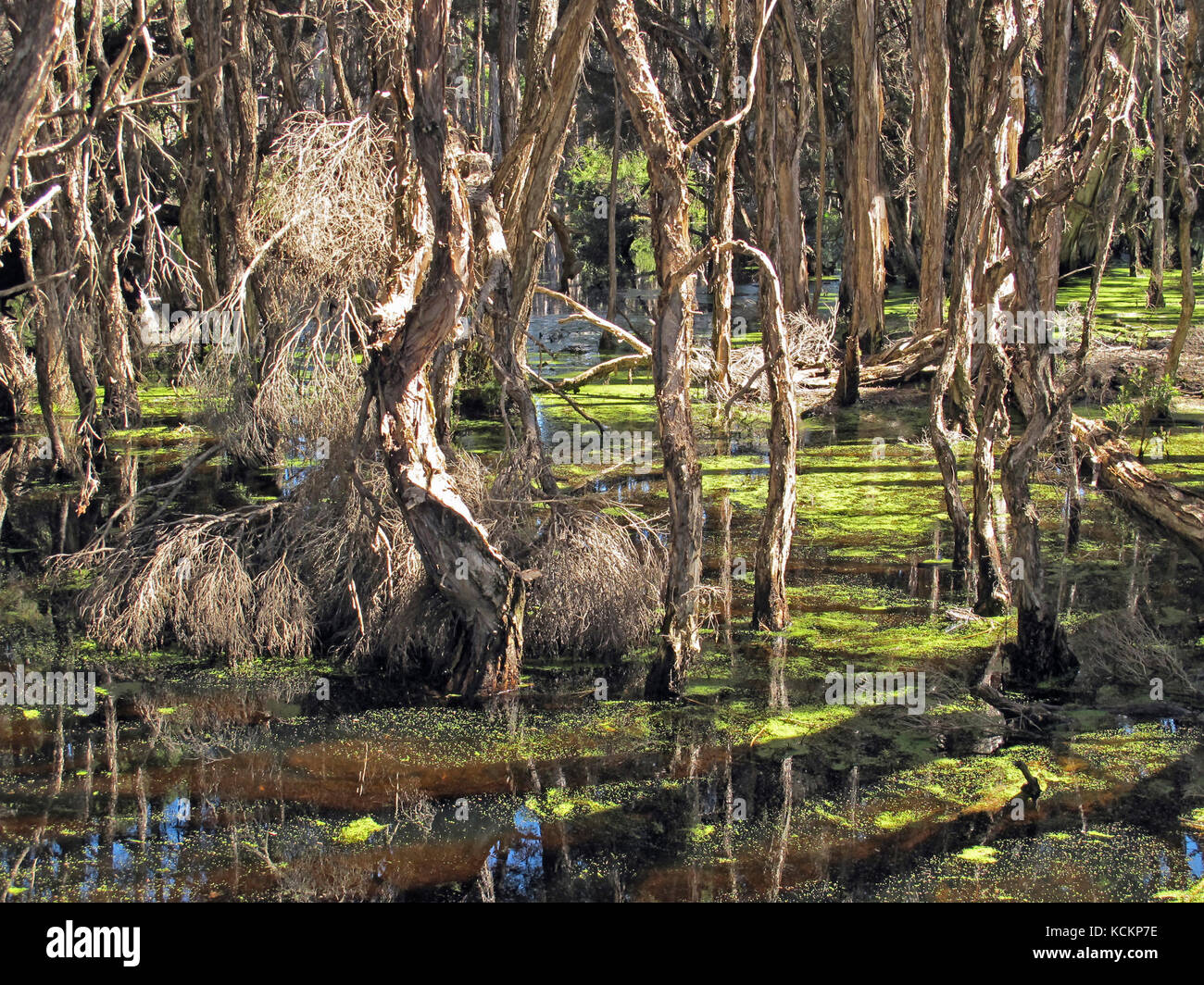 Swamp paperbarks (Melaleuca ericifolia), in a coastal freshwater lagoon, after a wet winter. Bakers Beach, near Devonport, Tasmania, Australia Stock Photo