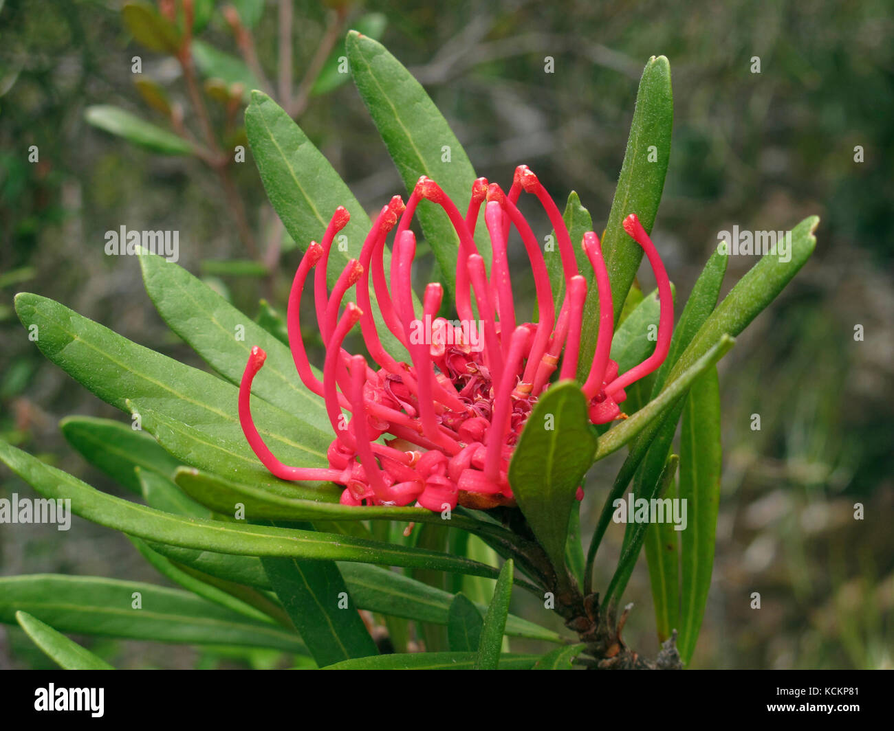 Tasmanian waratah (Telopea truncata), in flower. Mount Wellington