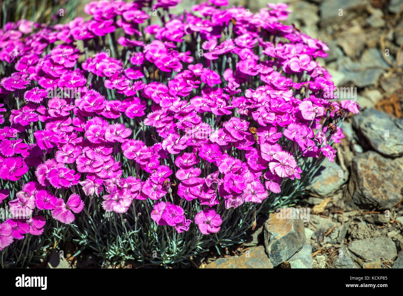 Dianthus 'Whatfield Magenta' Purple Rockery Garden Flowers Blooming Deep Pink Blooms Alpine Plant Growing Dry Ground cover Place Dianthus Tuft Blooms Stock Photo