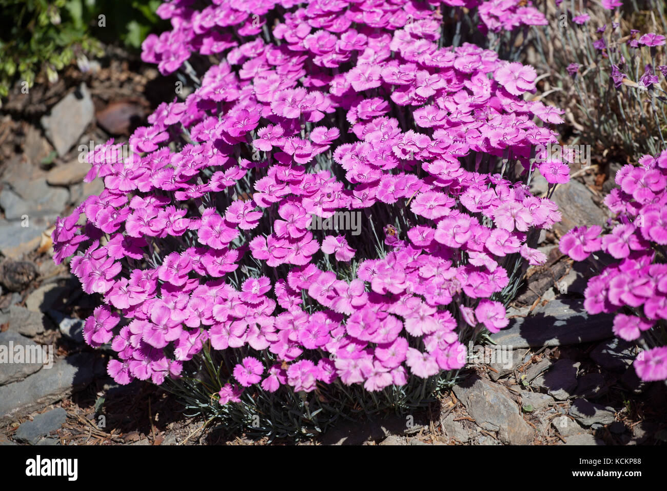 Dianthus 'Whatfield Magenta' Pink Purple Flower Alpine, Rock garden Flowers Garden Flowering Ground cover Plant, Dianthus gratianopolitanus Cheddar Stock Photo