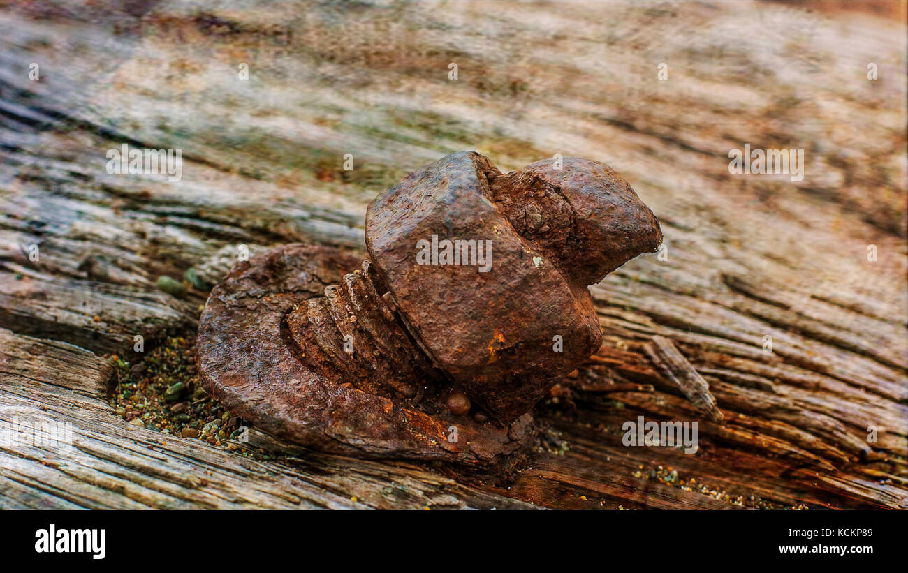 Bent rusted bolt and nut stuck in a weathered plank with a rusted washer and nut Stock Photo