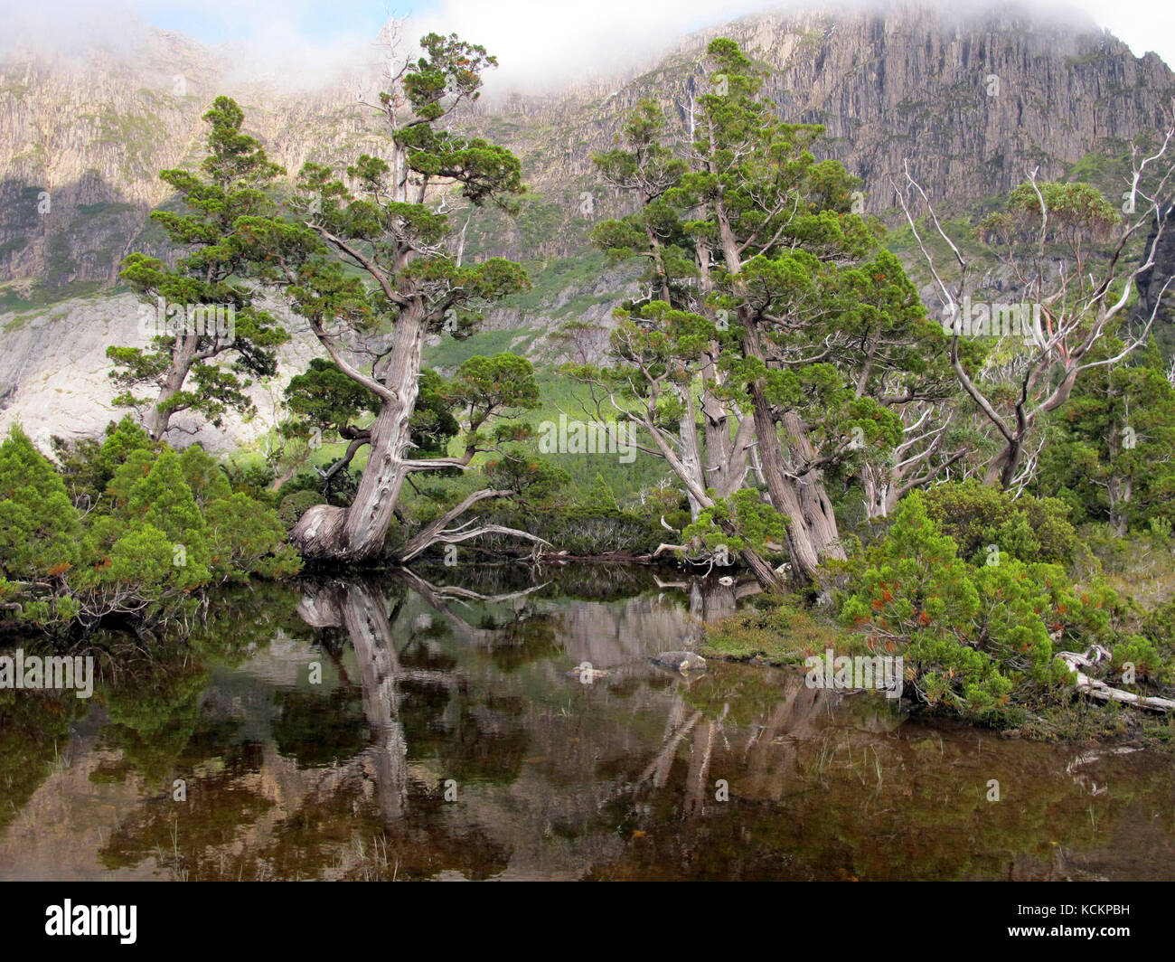King Billy pines (Athrotaxis selaginoides), framing Artist’s Pool, Cradle Mountain-Lake St Clair National Park, Tasmania, Australia Stock Photo