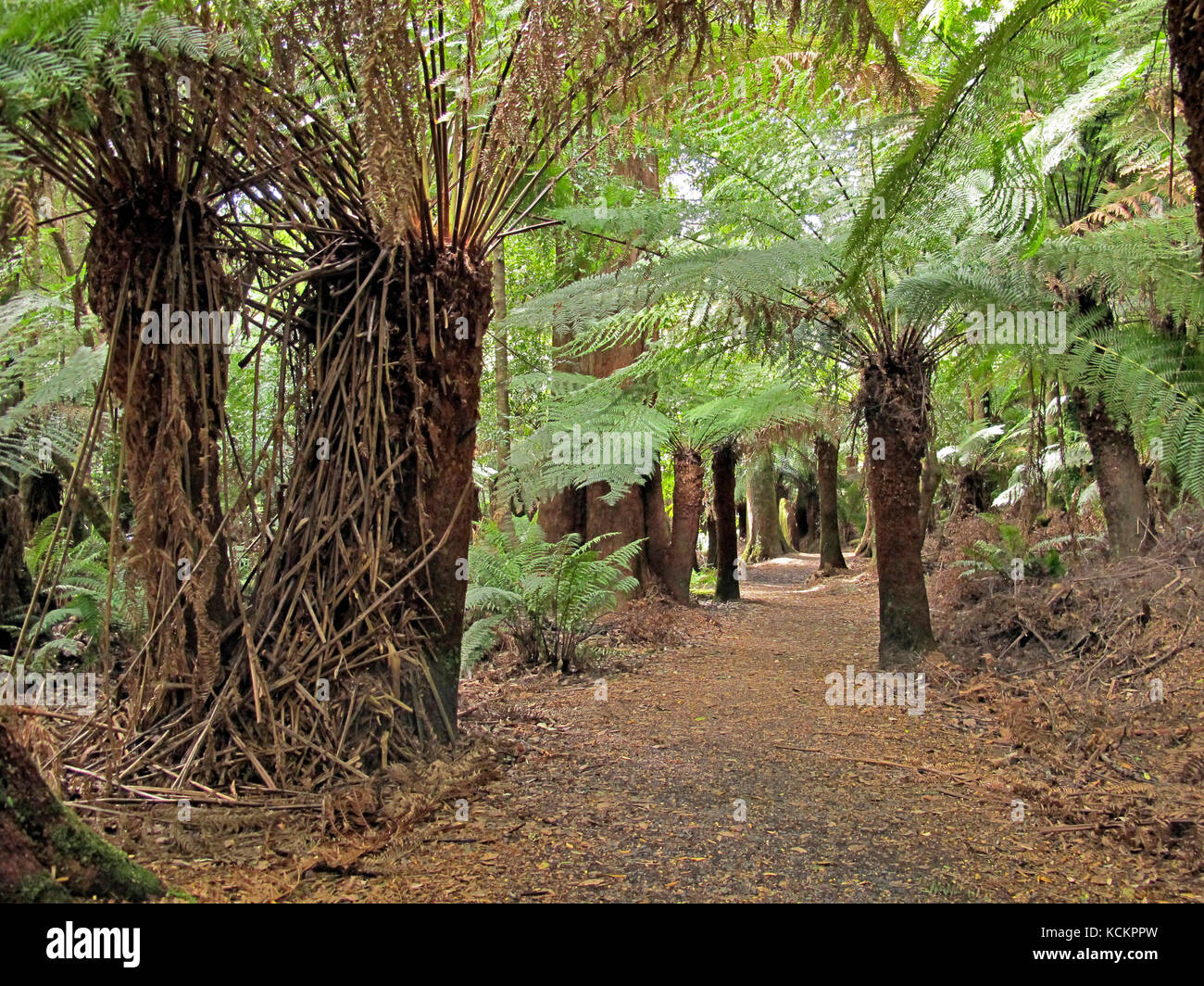 Soft tree ferns (Dicksonia antarctica), Liffey Falls Forest Reserve, northern Tasmania, Australia Stock Photo