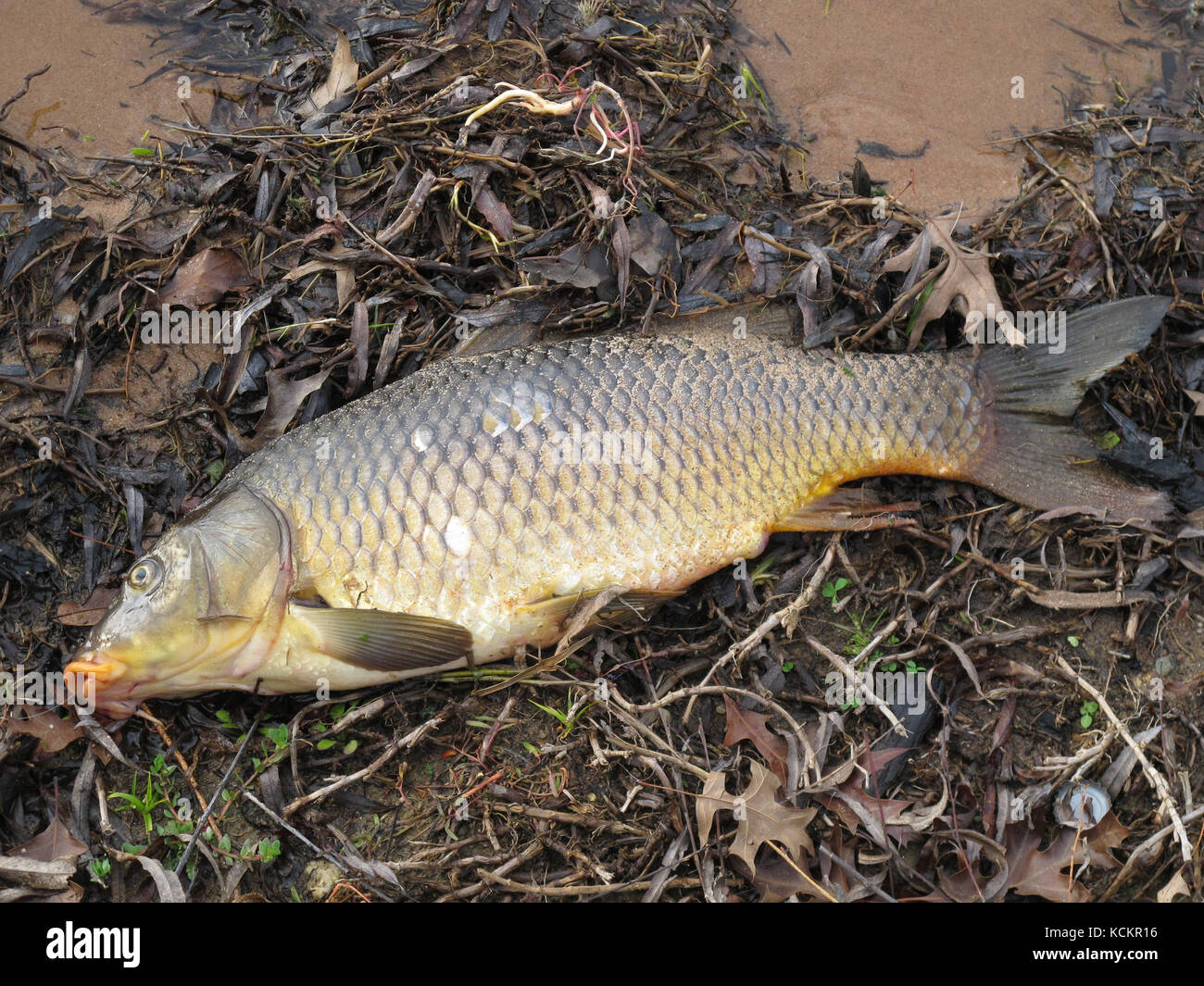 Common carp (Cyprinus carpio), an unwanted fish in the Murray Darling water system. Muddies the water, interferes with irrigation systems, damages the Stock Photo