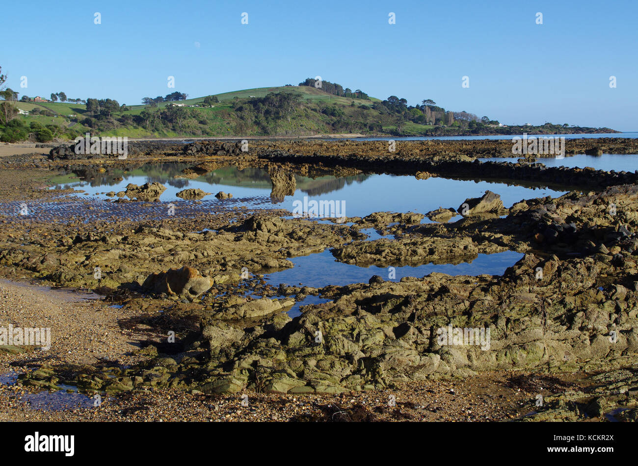 Shore with kelp, between Ulverstone and Penguin, northwest Tasmania, Australia Stock Photo