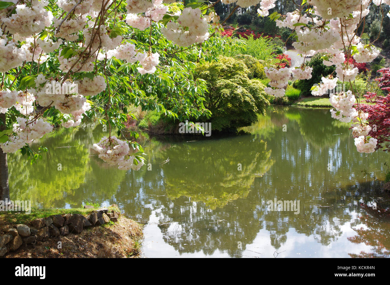 Cherry blossom. Emu Valley Rhododendron Gardens, near Burnie, Tasmania,  Australia Stock Photo - Alamy