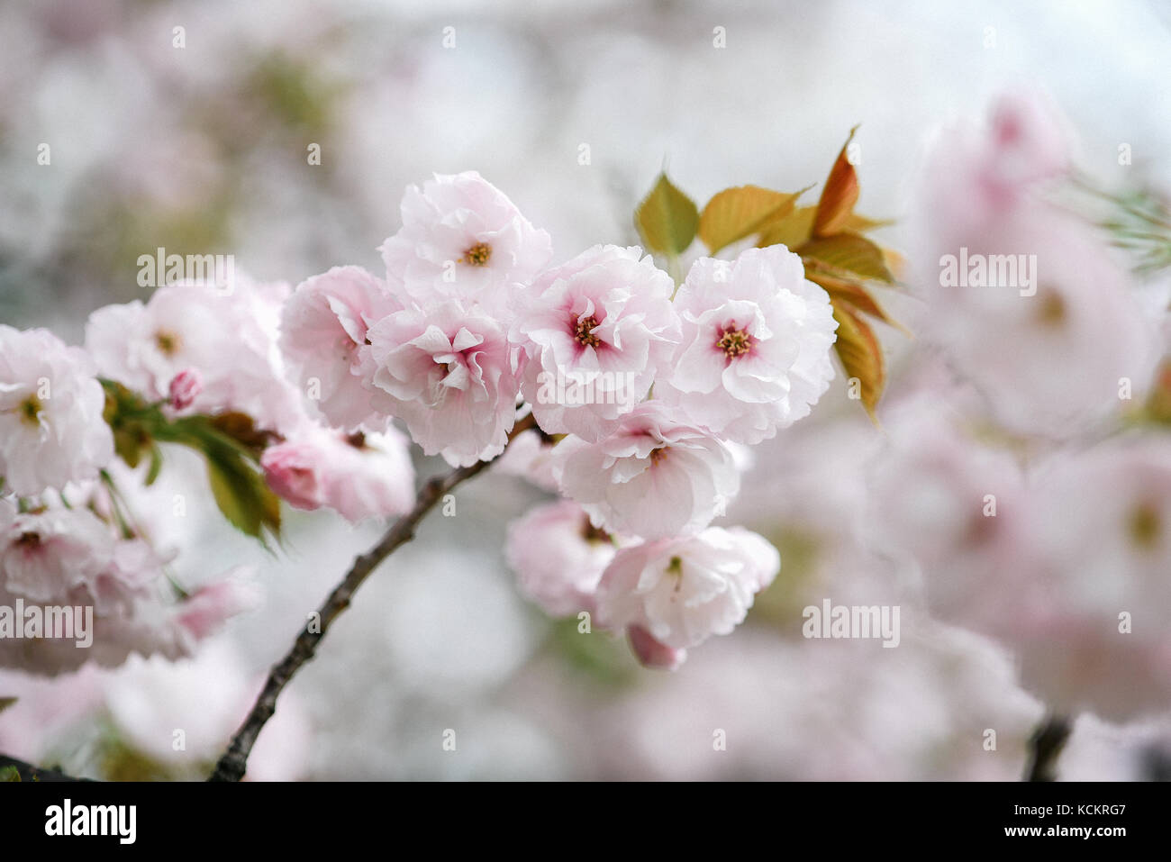 White Cherry Blossom Stock Photo - Alamy
