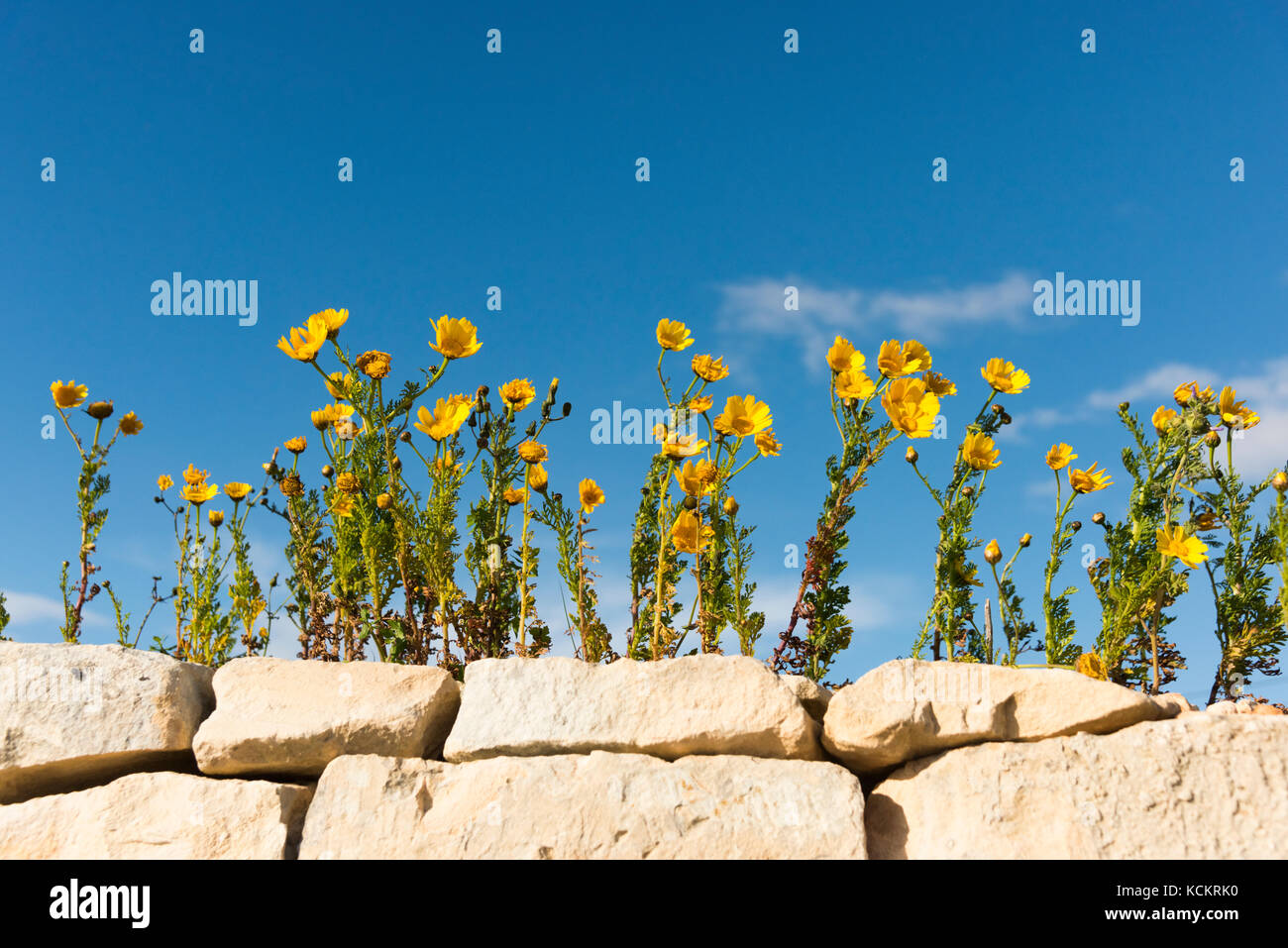 Maltese Marigolds or Yellow wild flowers growing on a stone wall in rural Malta against a blue sky in summer Stock Photo