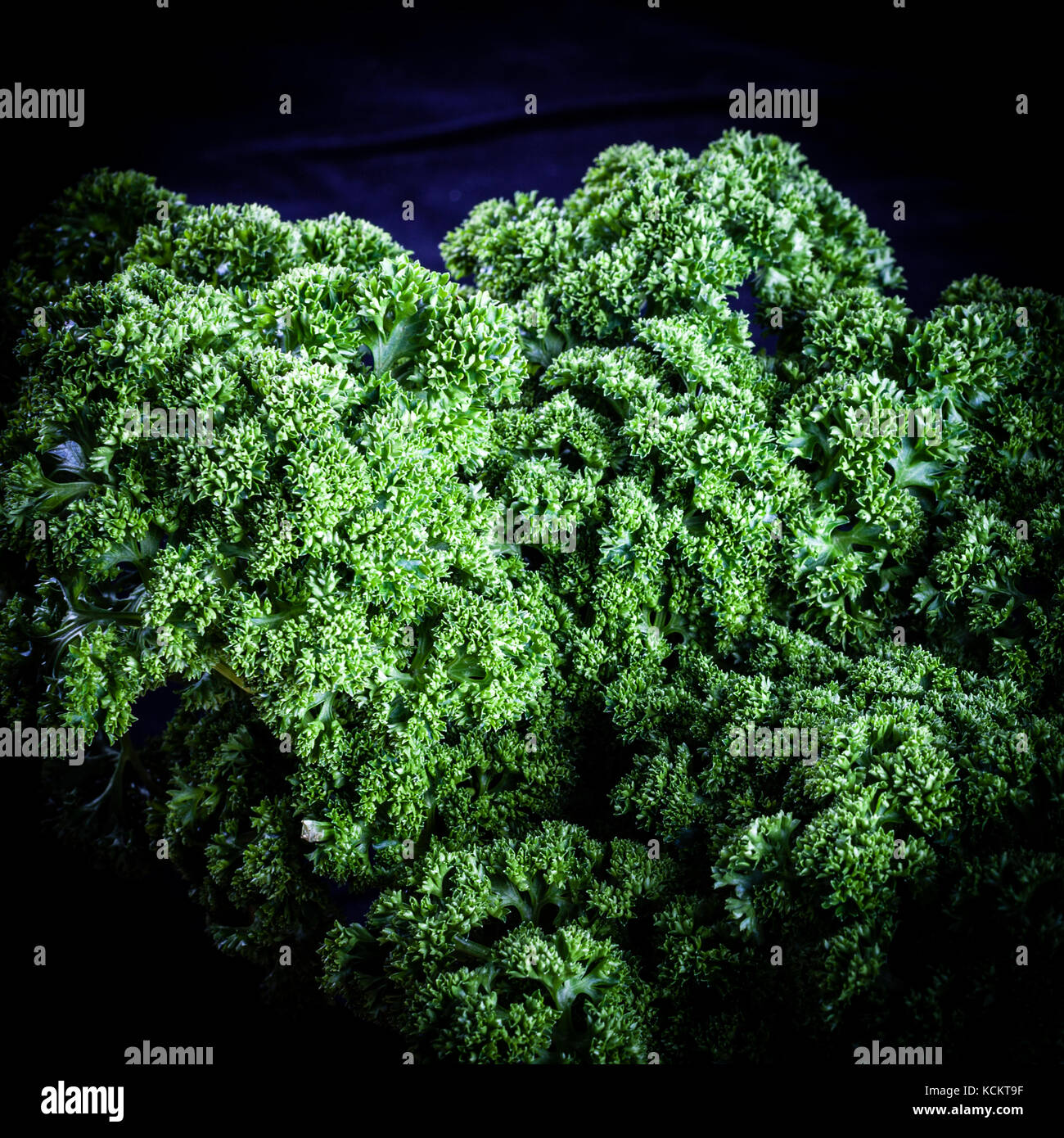 A bunch of curly parsley Stock Photo