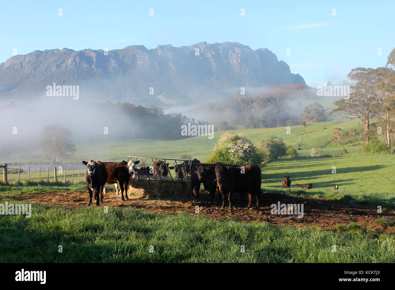 Cattle at a hay feeder with early morning mist lingering, Mount Roland beyond. Near Sheffield, northwest Tasmania, Australia Stock Photo
