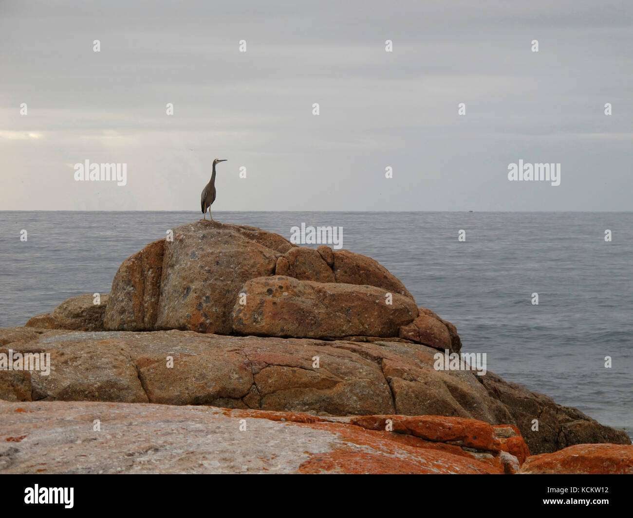 Red lichen-covered granite boulders on the foreshore, with a White-faced heron (Egretta novaehollandiae) surveying the water. Bicheno, eastern Tasmani Stock Photo
