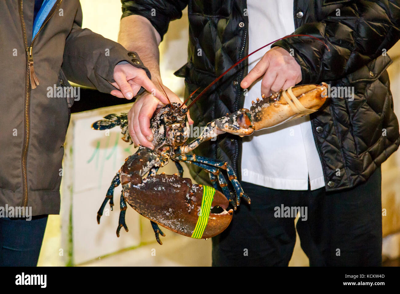 Star chef Loïc Le Bail from Brittany & Spa with living lobster in hand Stock Photo