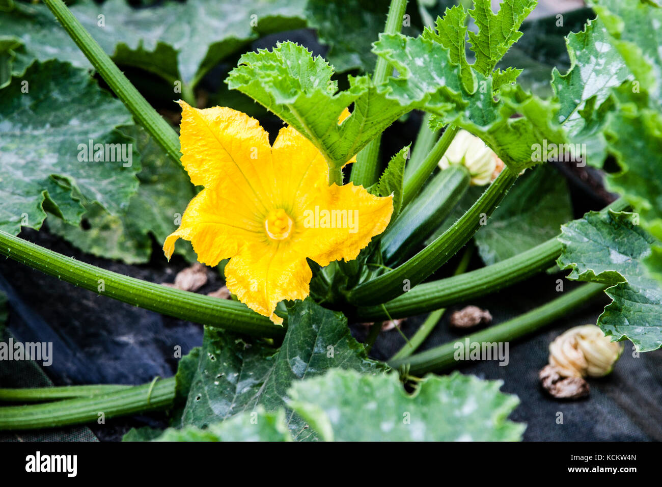 Flowering Courgettes Vegetables in the greenhouses of Roscoff. Food Tour with Michelin Star Chef Loic Le Bail in Morlaix, France Stock Photo