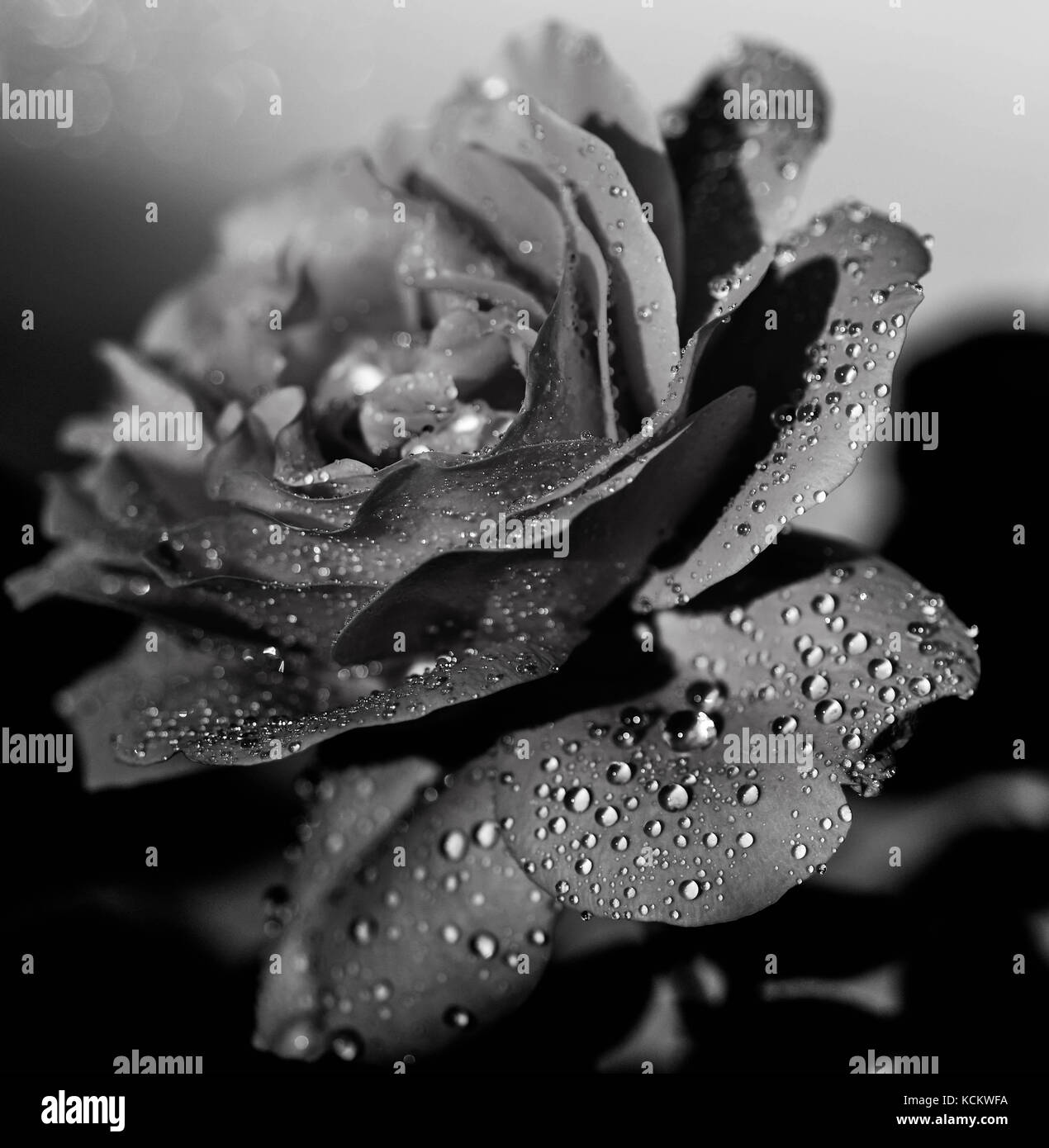 Black Rose With Water Drops Wallpaper