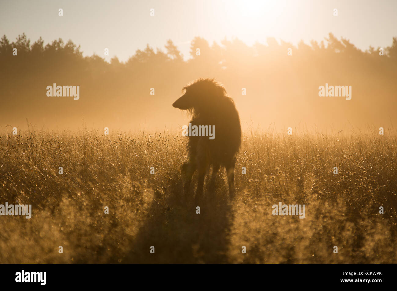 Mist rain road sunrise hi-res stock photography and images - Alamy