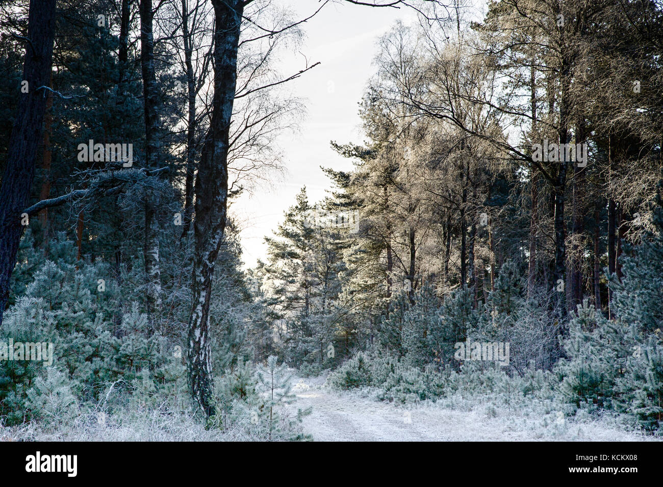 winter sunrise in the forest Stock Photo - Alamy