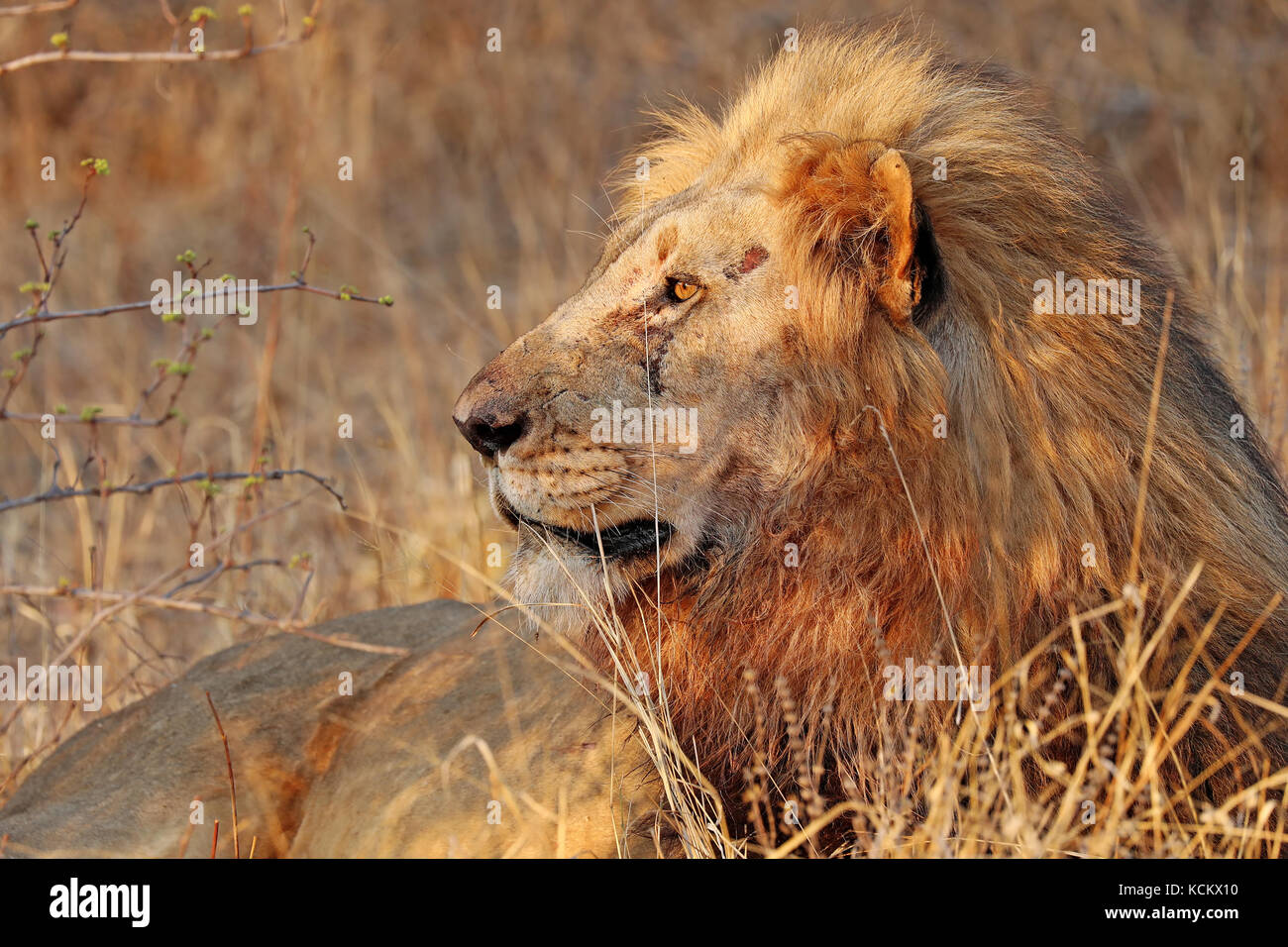 2017 African Lion High Resolution Stock Photography and Images - Alamy