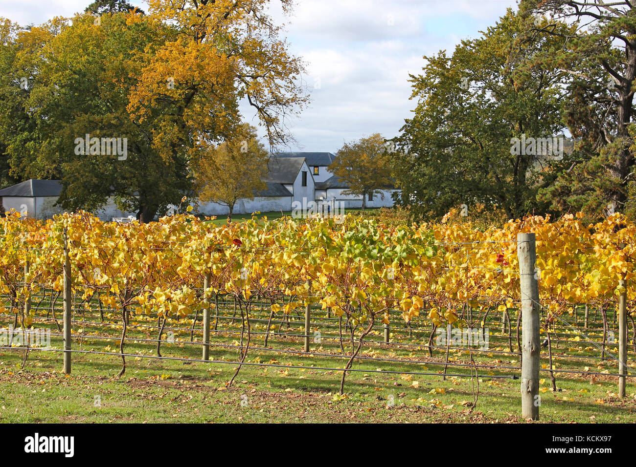 Entally House and surrounding vineyard. The house was built in 1819 by Thomas Reibey, son of Mary Reibey. It is now managed by Tasmanian Parks and Wil Stock Photo