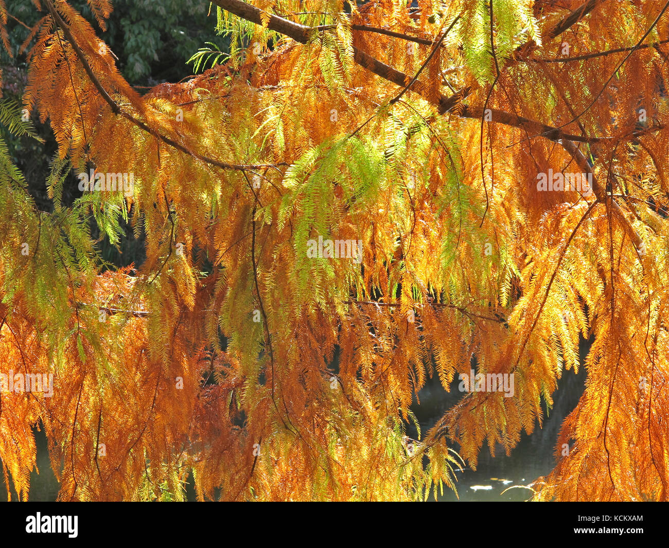 Swamp cypress (Taxodium distichum) foliage in autumn colour. A tree introduced to Australia from the southeastern and Gulf coastal plains of the Unite Stock Photo