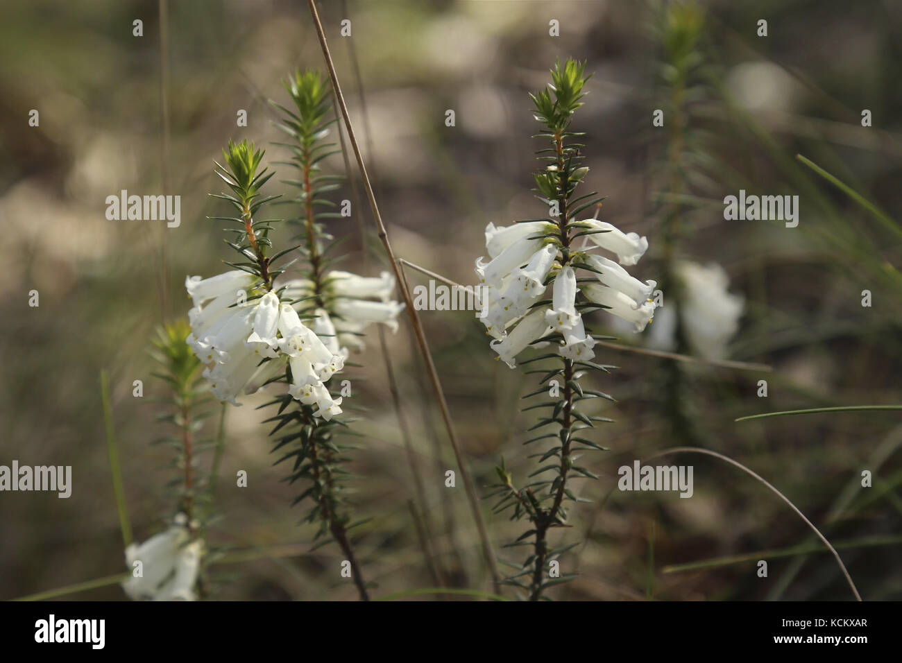 Common heath (Epacris impressa) flowers. Mount Piper Reserve, Broadford, central Victoria, Australia Stock Photo