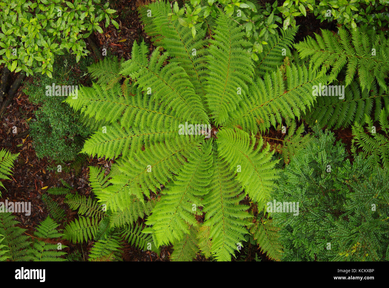 Soft tree fern (Dicksonia antarctica), Tarkine Wilderness, far northwestern Tasmania, Australia Stock Photo