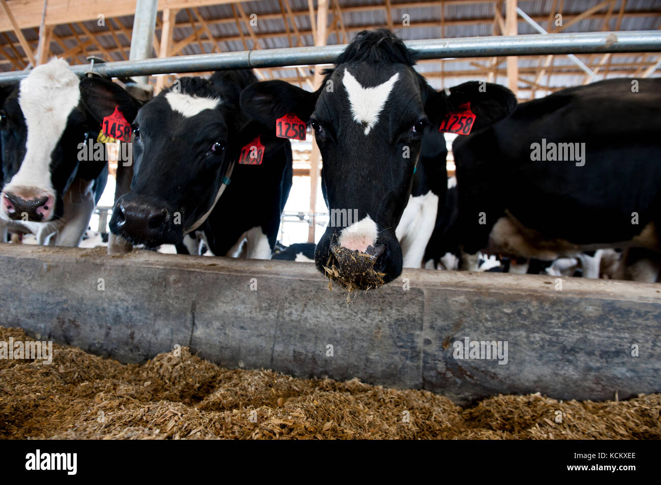 Close up dairy cows hi-res stock photography and images - Alamy