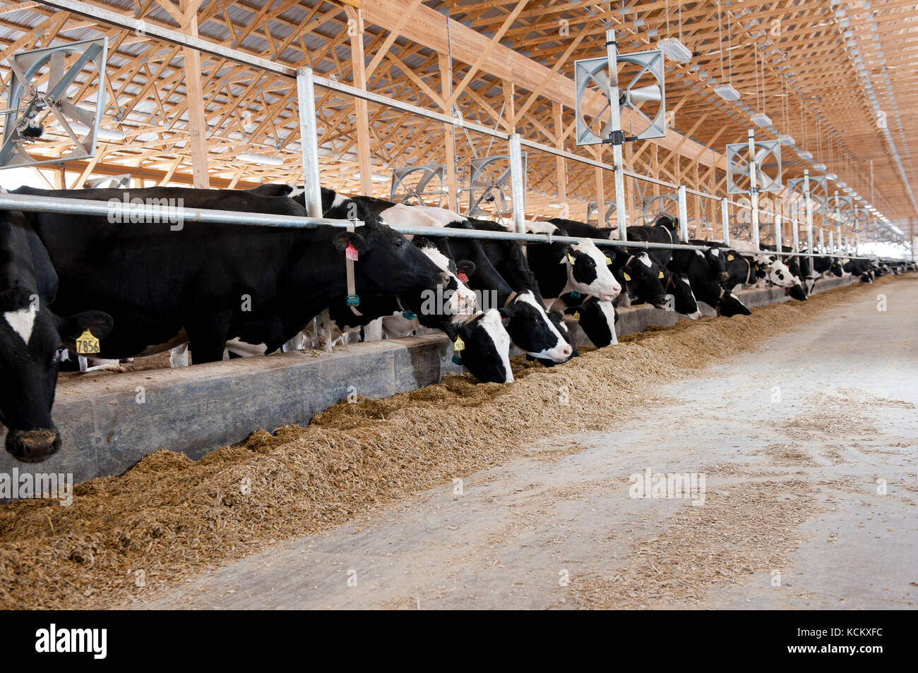 Cows in the barn hires stock photography and images Alamy