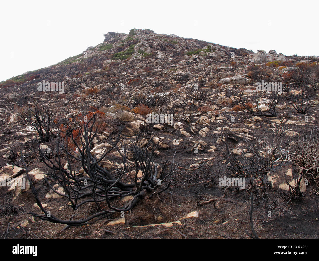 Damage to the northern escarpment crest of the Western Tiers from the catastrophic bushfires that began in January 2016. Tasmania, Australia Stock Photo