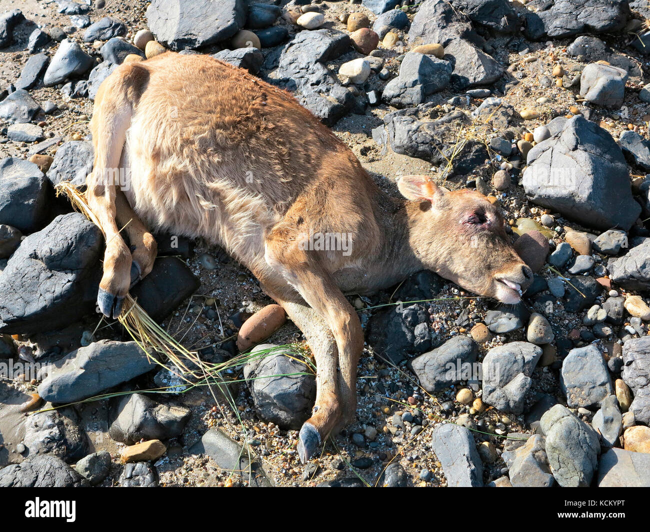 Young calf washed up on shore after being carried away by flood waters. Devonport, Tasmania, Australia Stock Photo
