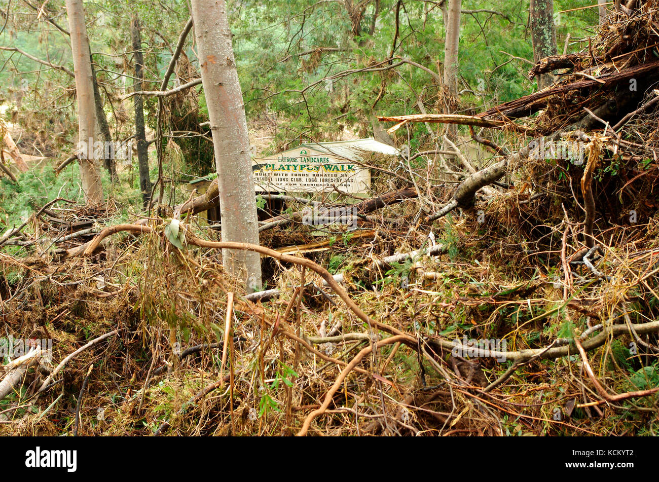 Flood debris piled up on the damaged Platypus Walk on the bank of the Mersey River. Warrawee Forest Reserve, Latrobe, northwestern Tasmania, Australia Stock Photo