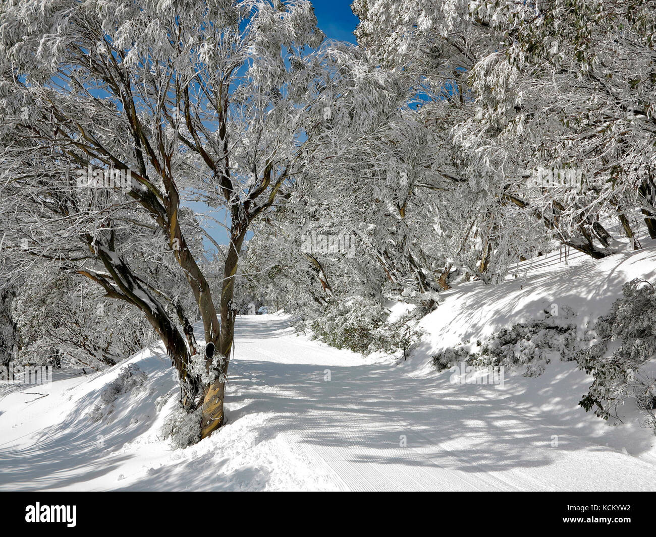 A crosscountry ski trail after early morning grooming. Snow gums