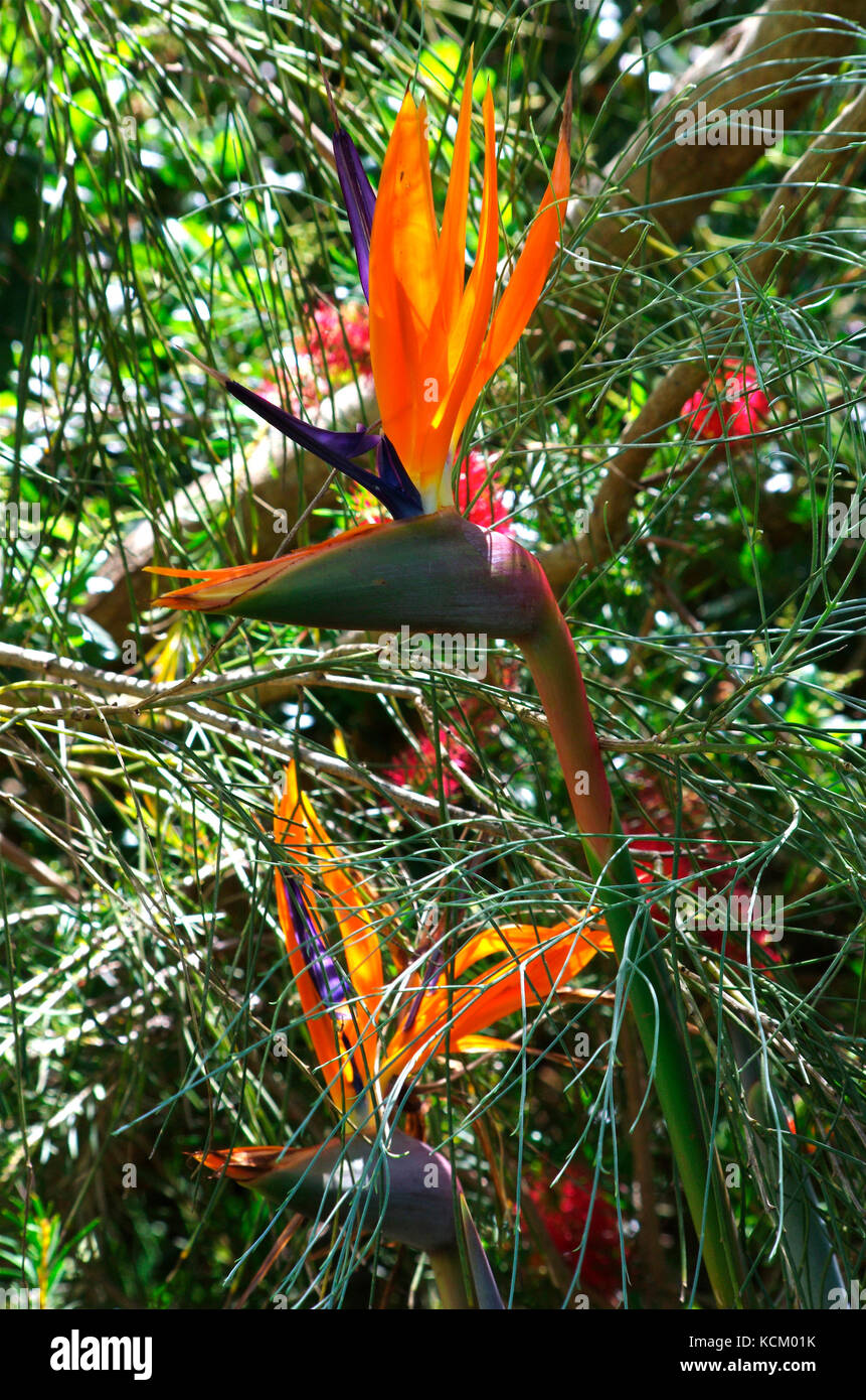 Bird of Paradise flower (Strelitzia reginae). Native to South Africa Stock Photo