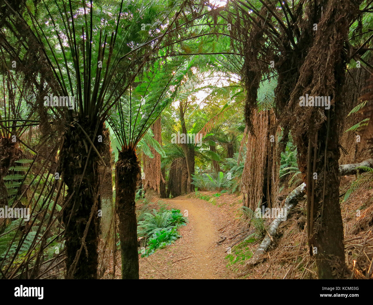 One of the Blue Derby mountain biking trails winding past homes, gardens and garden walls of 19th century tin miners. Stock Photo