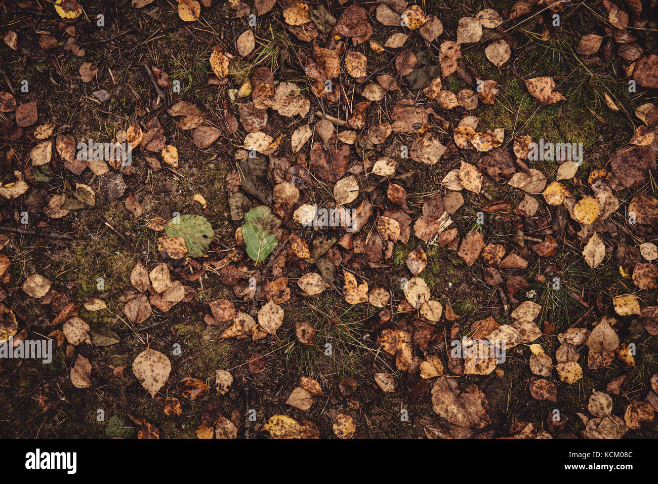 Backround image of fallen autumn leaves Stock Photo - Alamy