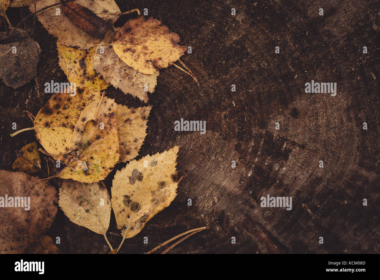 Backround image of fallen autumn leaves Stock Photo - Alamy