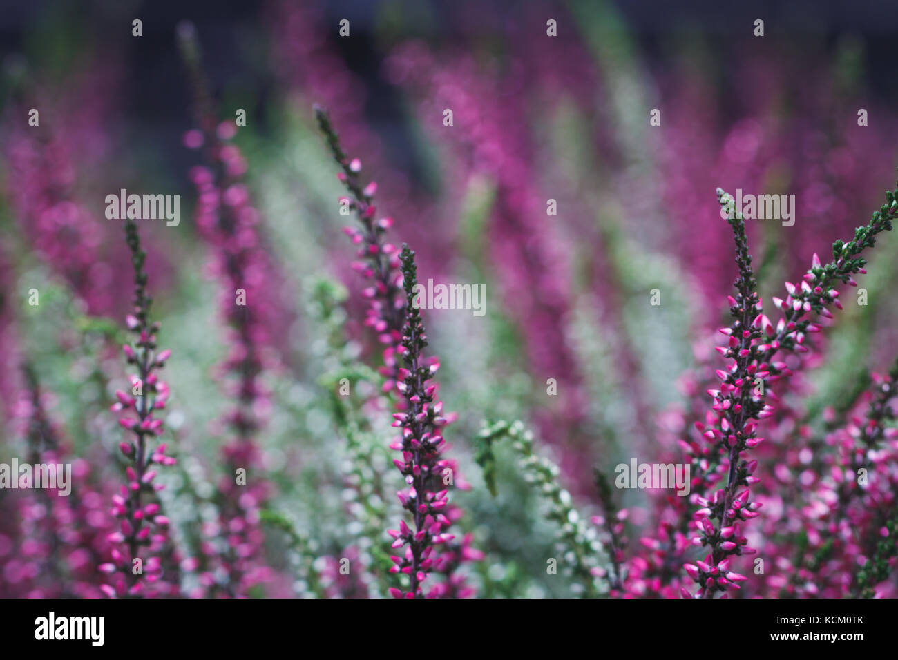 Purple meadow flowers background Stock Photo - Alamy
