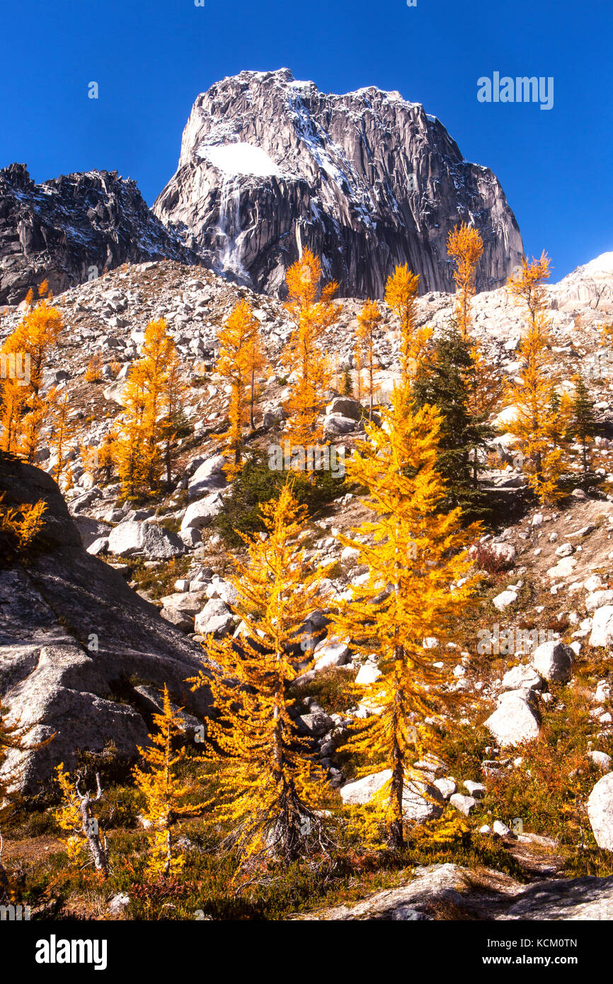 Snowpatch Spire above fall larches in Bugaboo Provincial Park, Purcell Range, British Columbia, Canada. Stock Photo