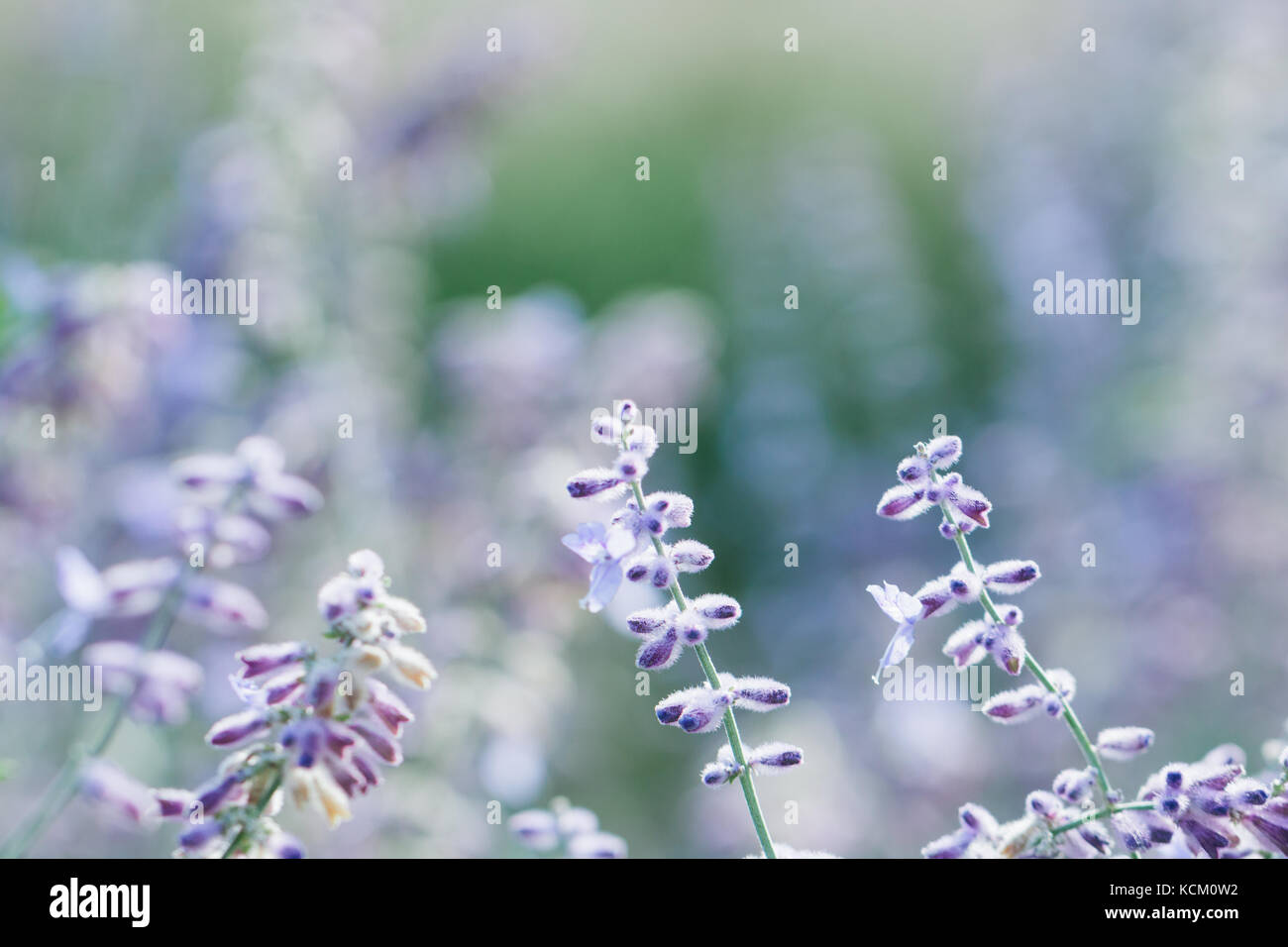 Purple meadow flowers background. Cold tones Stock Photo - Alamy