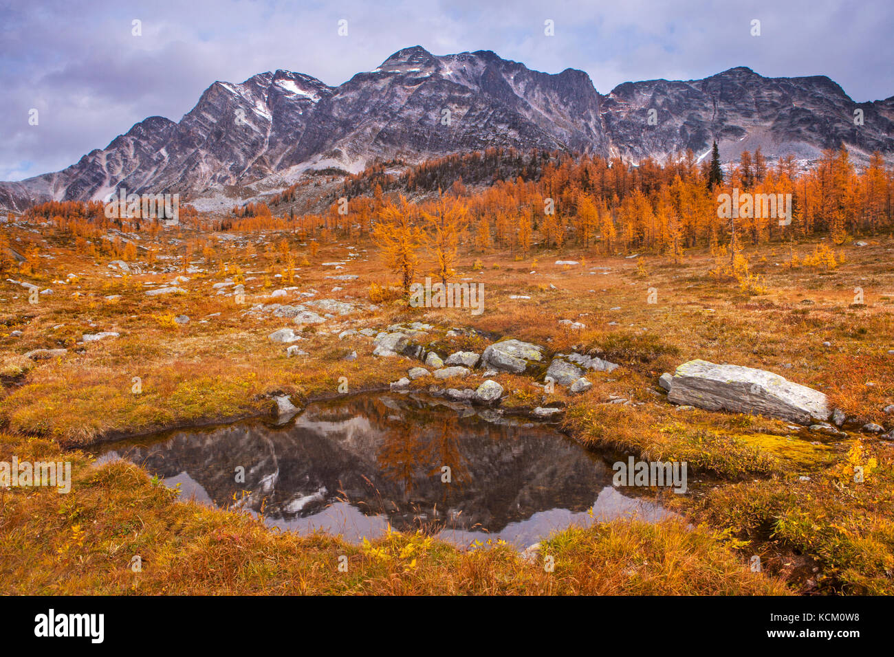 Mount Monica reflected in a tarn in Monica Meadows amidst fall larches, Purcell Mountains, British Columbia, Canada. Stock Photo